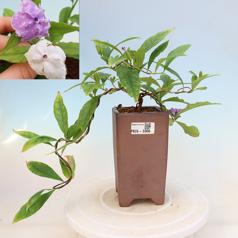 Indoor Bonsai - Costa Jasmine - Brunfelsia