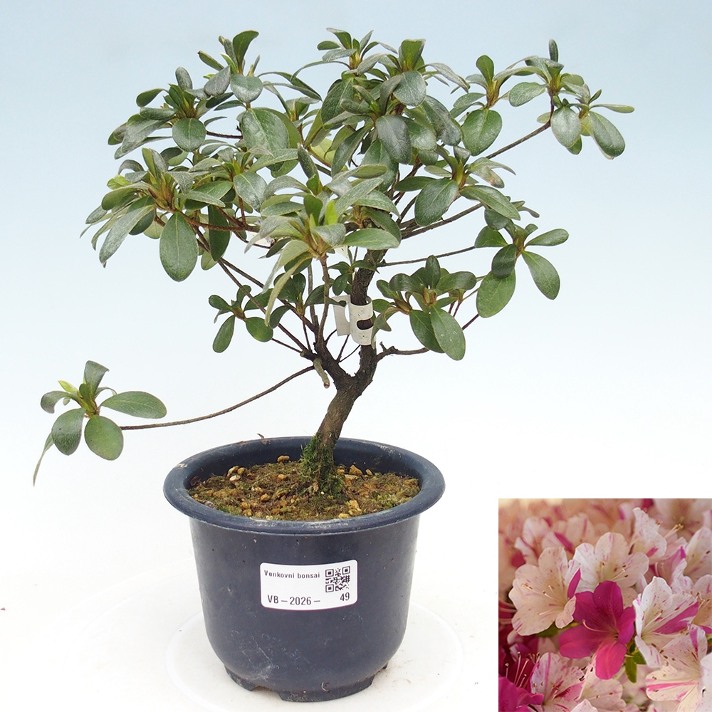 Outdoor bonsai - Japanese azalea - Azalea Kaminoyamakirin