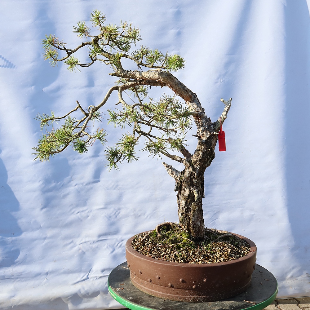 Pinus sylvestris Spain - Scots pine