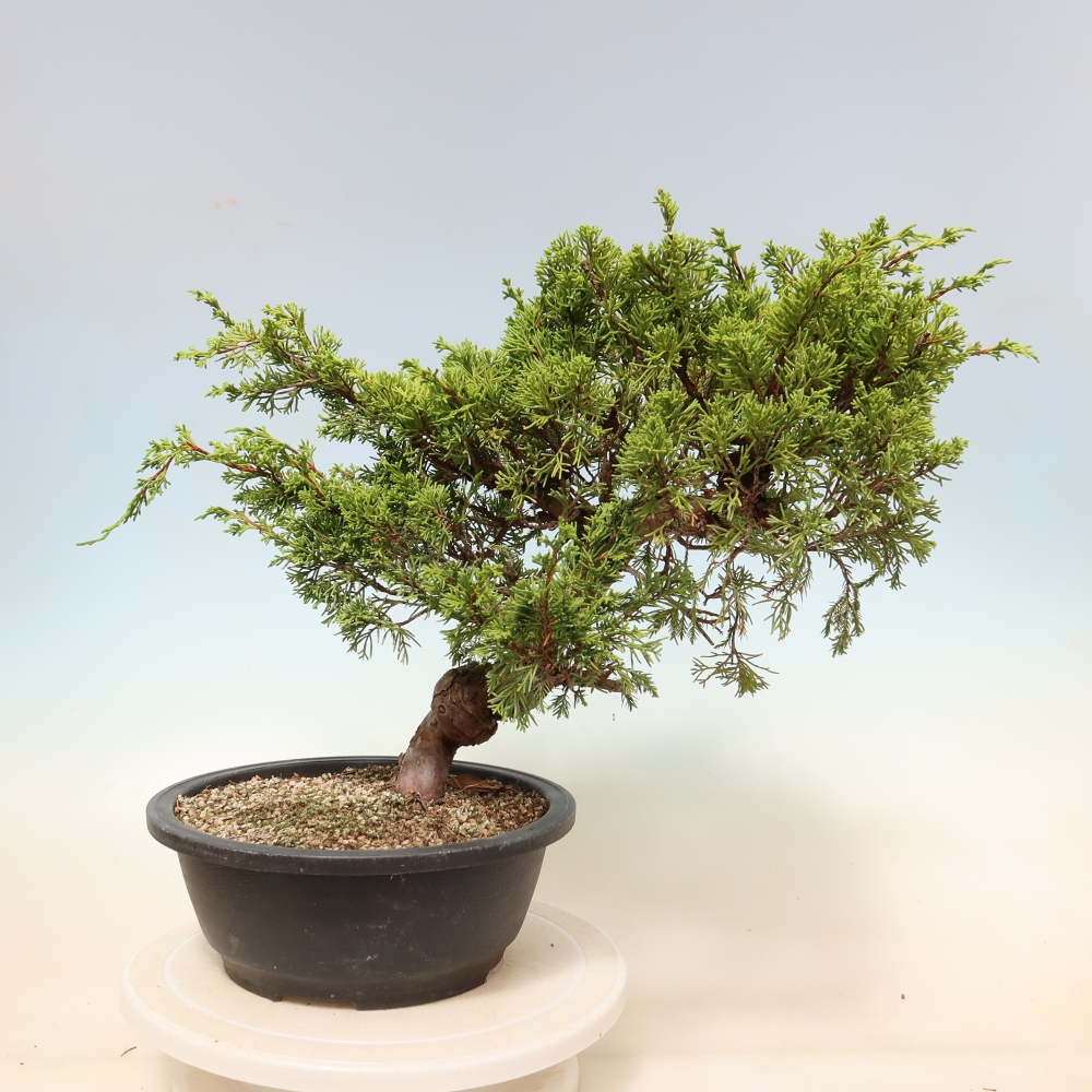 Outdoor Bonsai - Juniperus chinensis Itoigawa - Chinese Juniper
