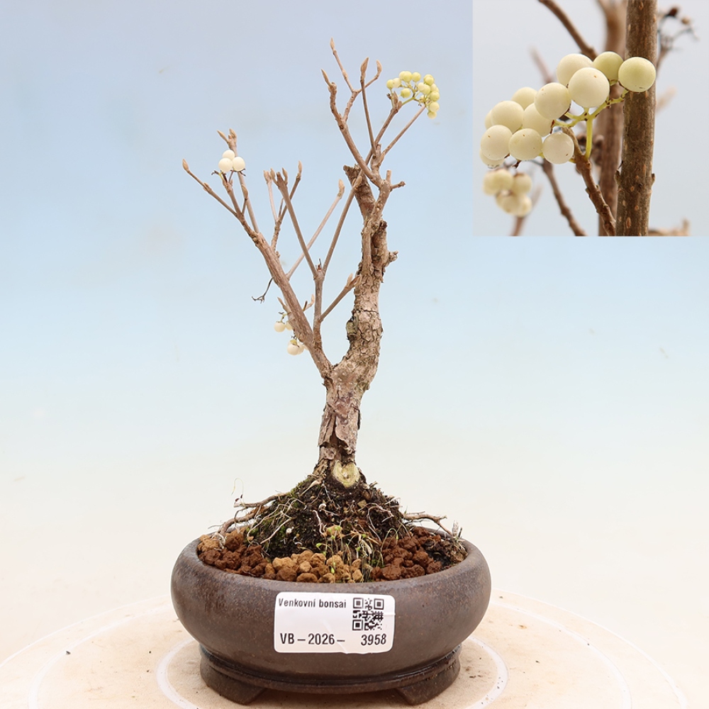 Outdoor Bonsai - Callicarpa bodinieri 'Snowqueen' - Snowberry