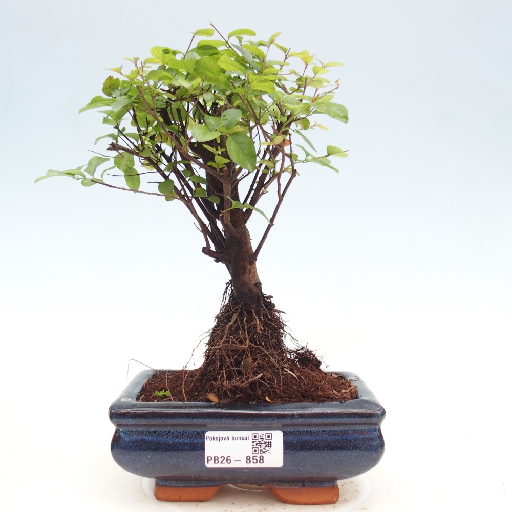 Room bonsai - Sageretia thea - Sageretia thea