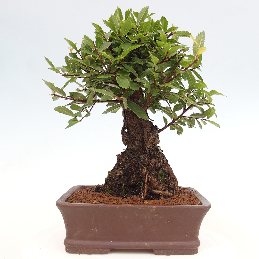 Outdoor bonsai - Zelkova - Zelkova serrata