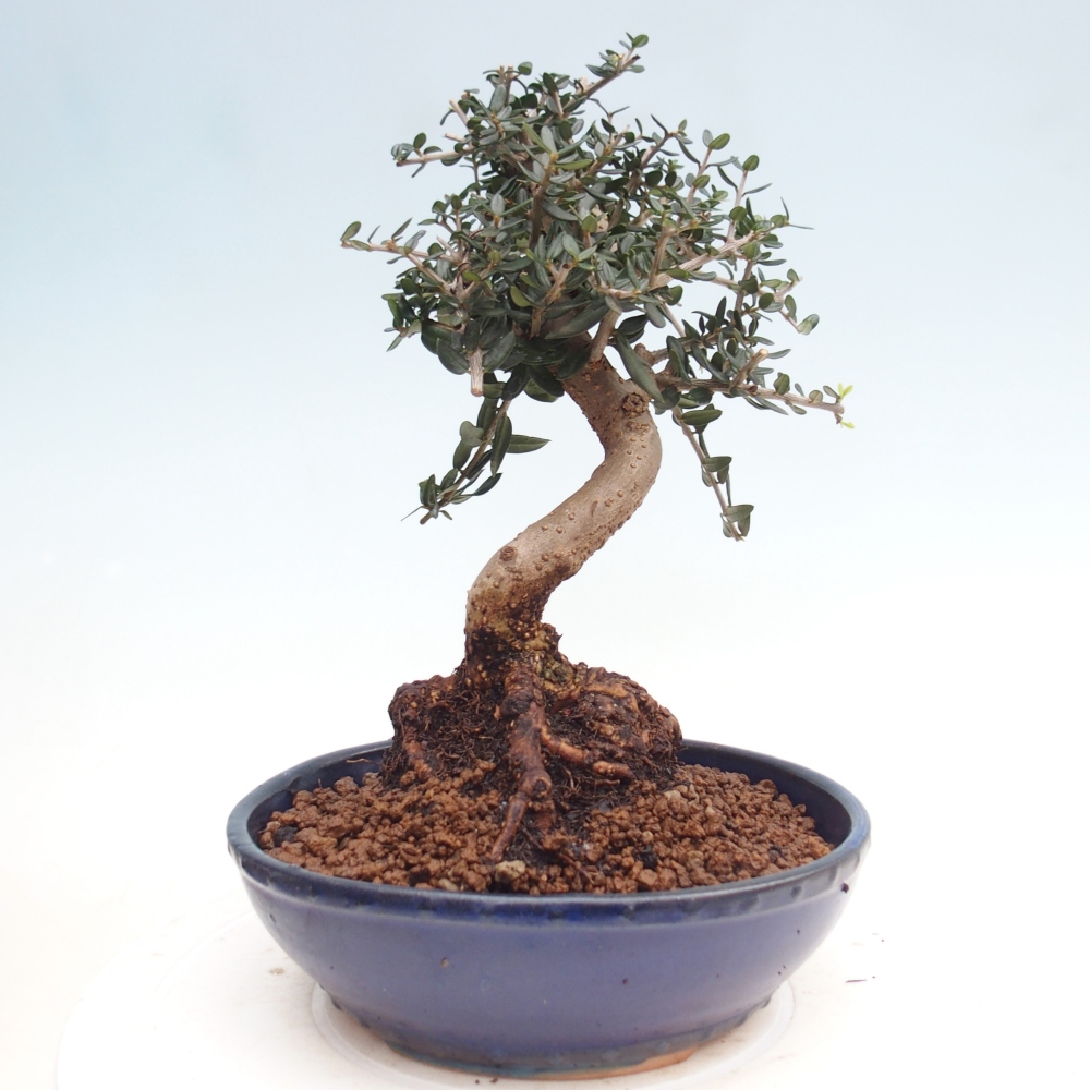 Indoor bonsai - Olea europaea sylvestris