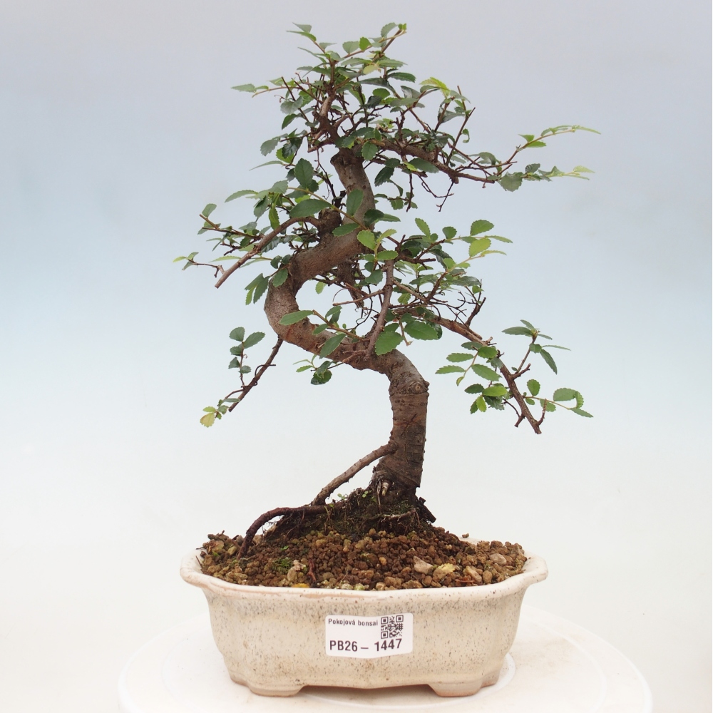 Room bonsai - Ulmus parvifolia - Small-leaved elm