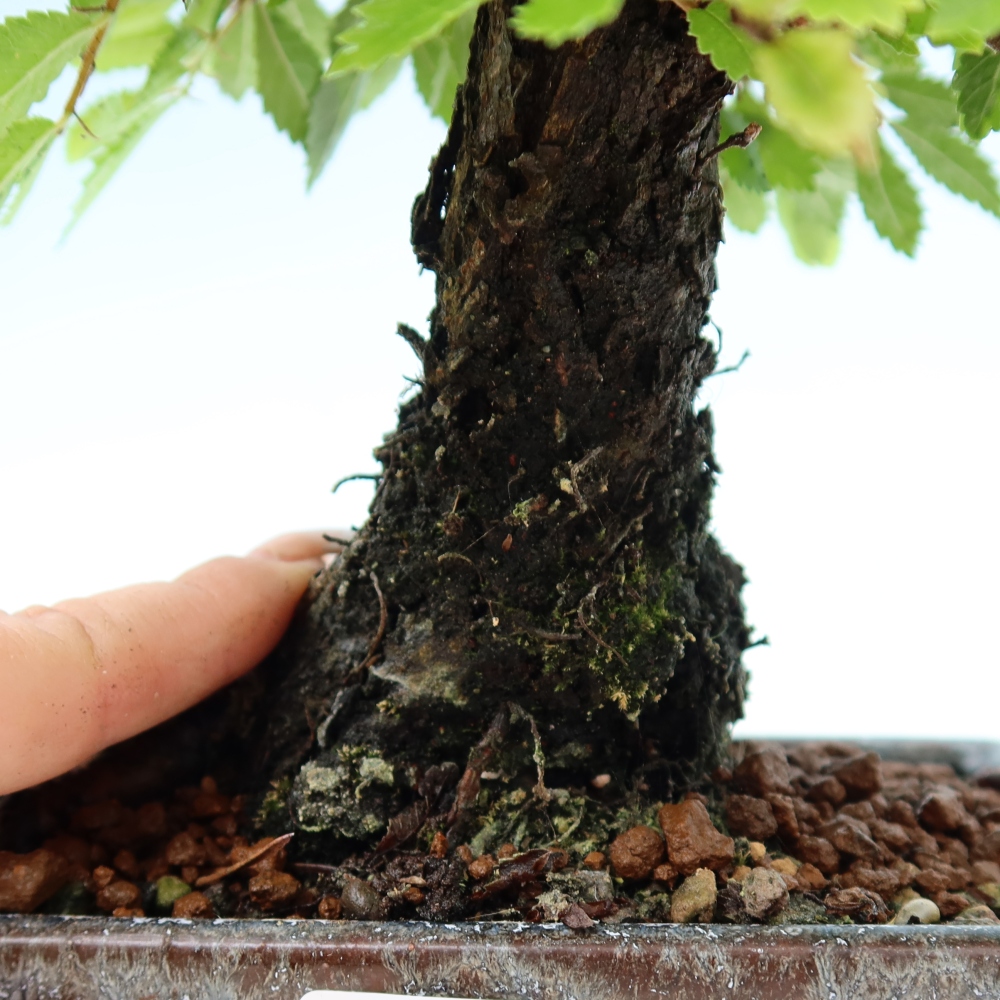 Outdoor bonsai - Zelkova - Zelkova NIRE