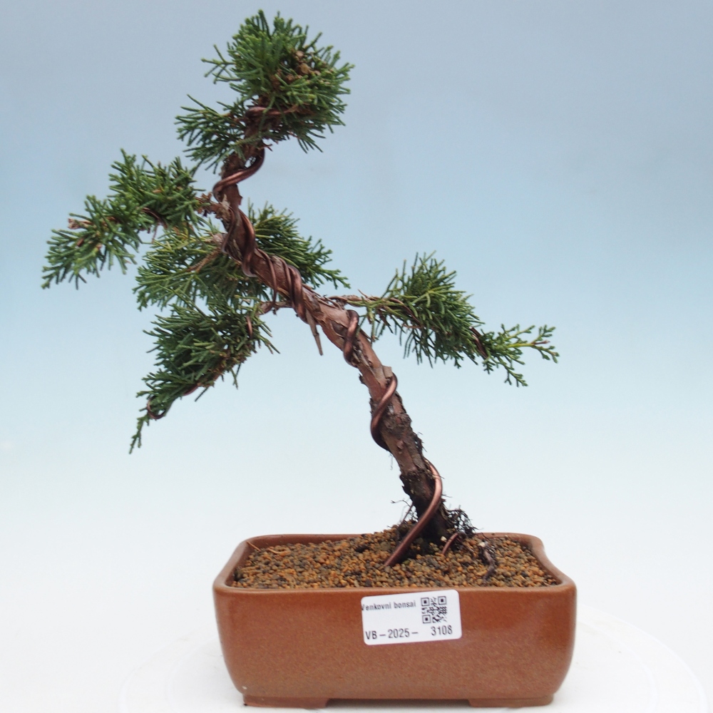 Outdoor bonsai - Juniperus chinensis Kishu - Chinese Juniper