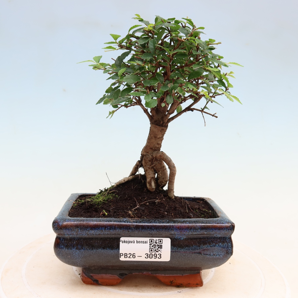 Room bonsai - Ulmus parvifolia - Small-leaved elm