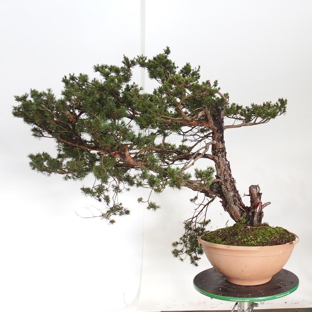 Yamadori - Pinus sylvestris Spain