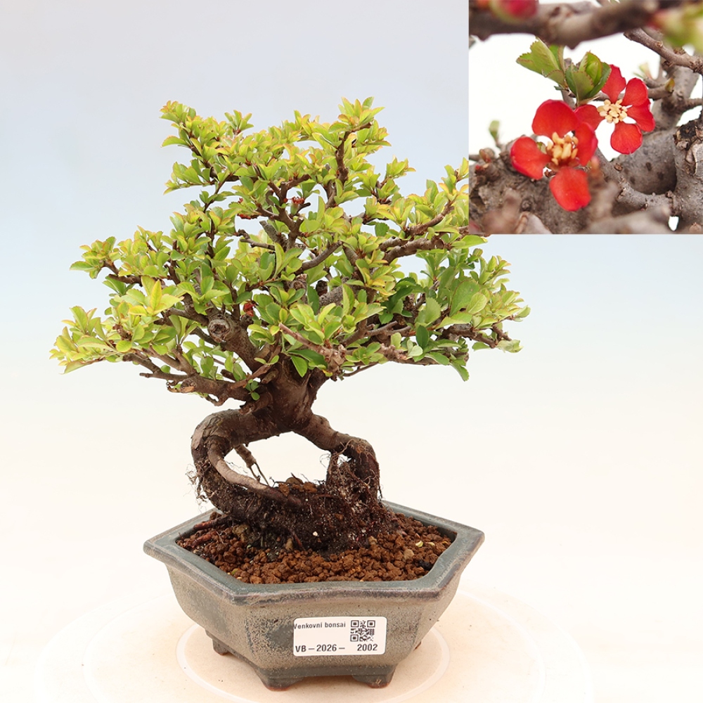 Outdoor bonsai - Chaneomeles speciosa Chojubai