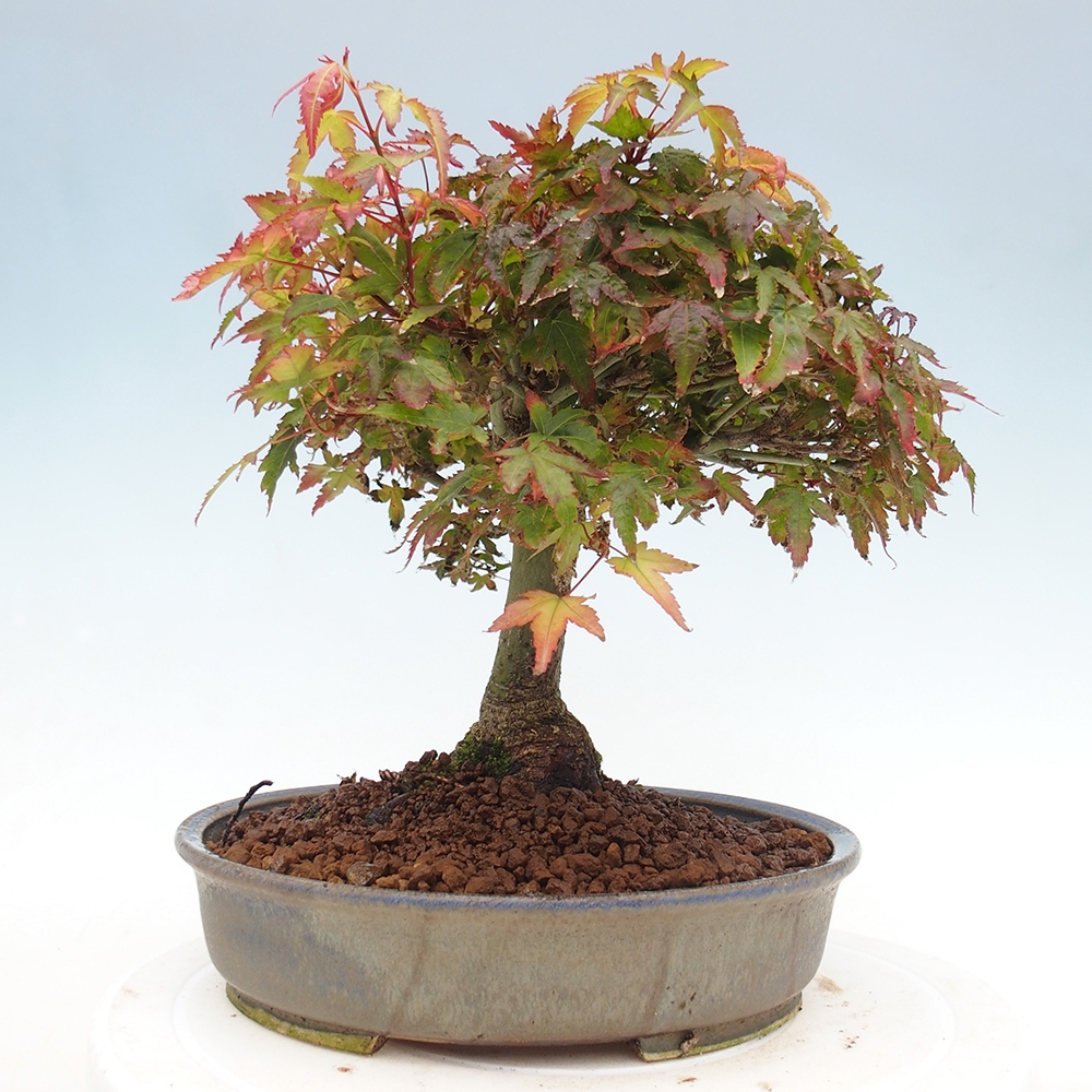 Acer palmatum KIOHIME - Palmetto maple