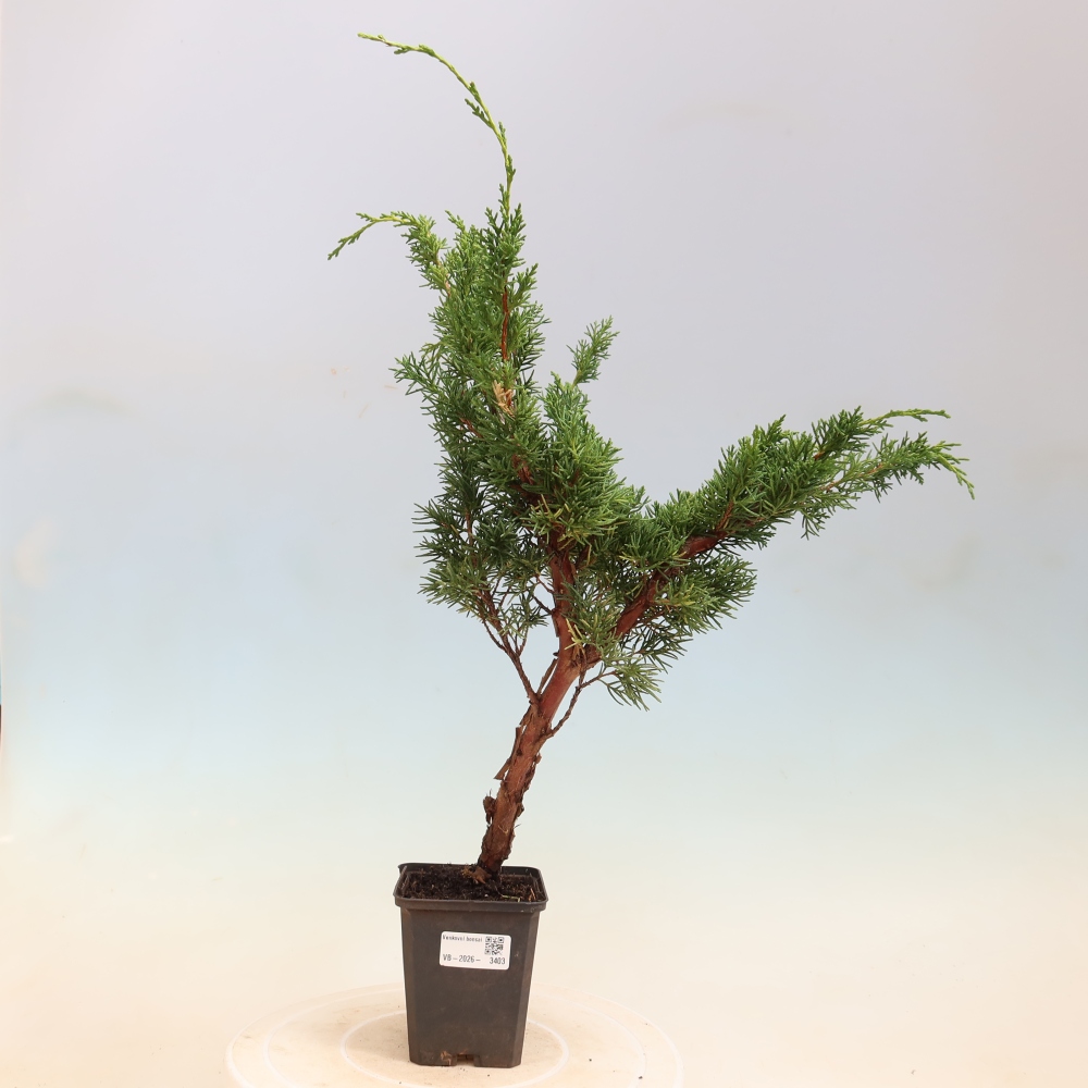 Outdoor bonsai - Juniperus chinensis Kishu