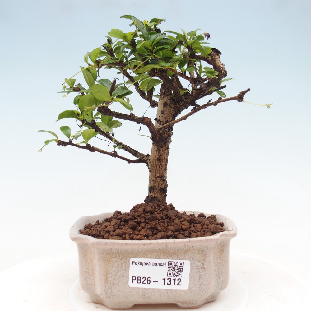 Room bonsai - Carmona macrophylla - Tea fuki
