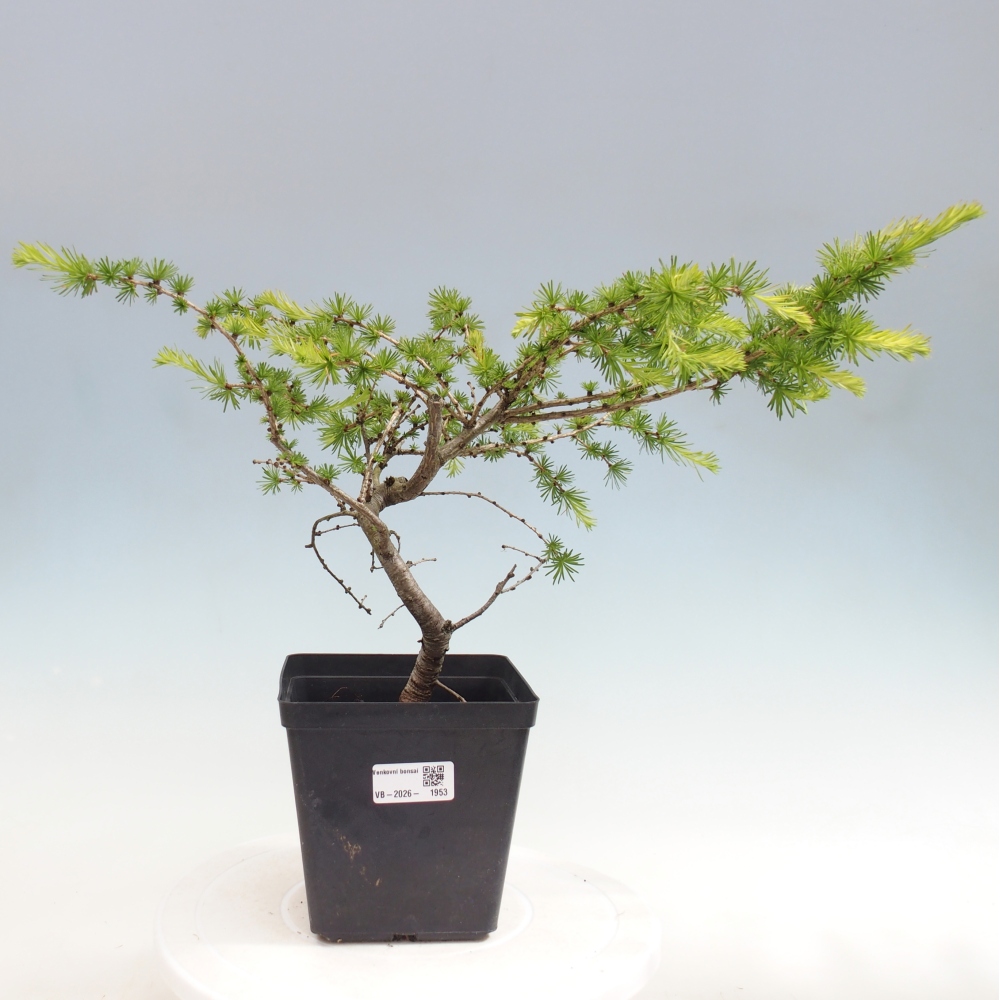 Outdoor bonsai -Larix decidua - Larch
