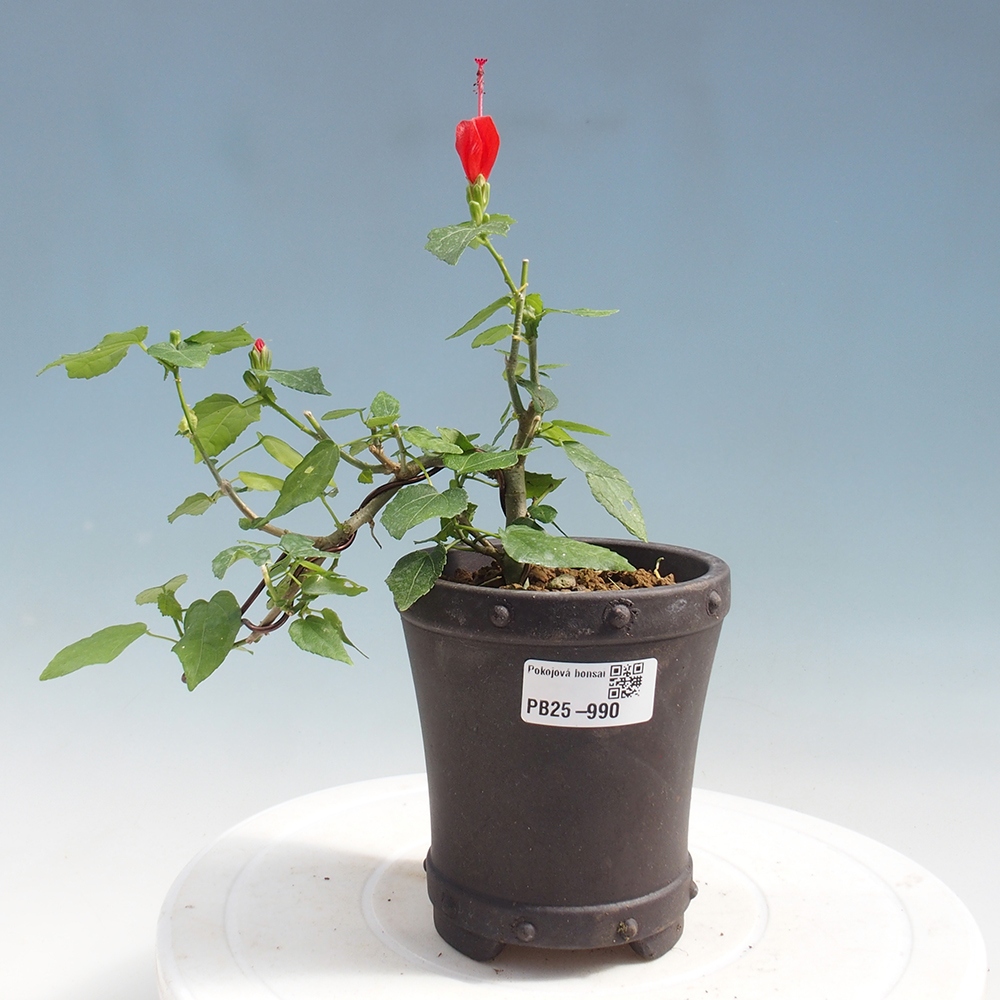 Indoor bonsai - Malvaviscus arboreus - woody hibiscus