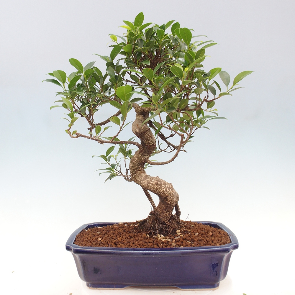 Indoor bonsai - Ficus kimmen - small-leaved ficus