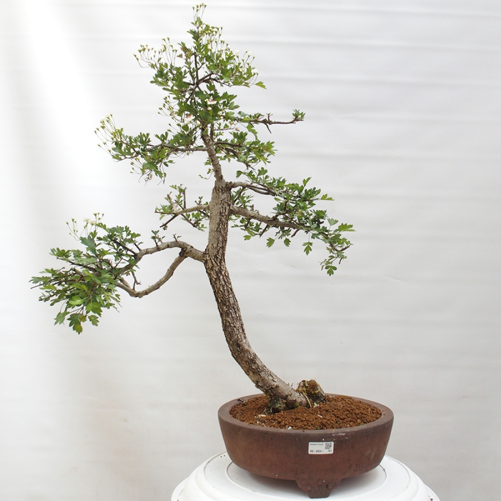 Outdoor bonsai - Hawthorn - Crataegus monogyna