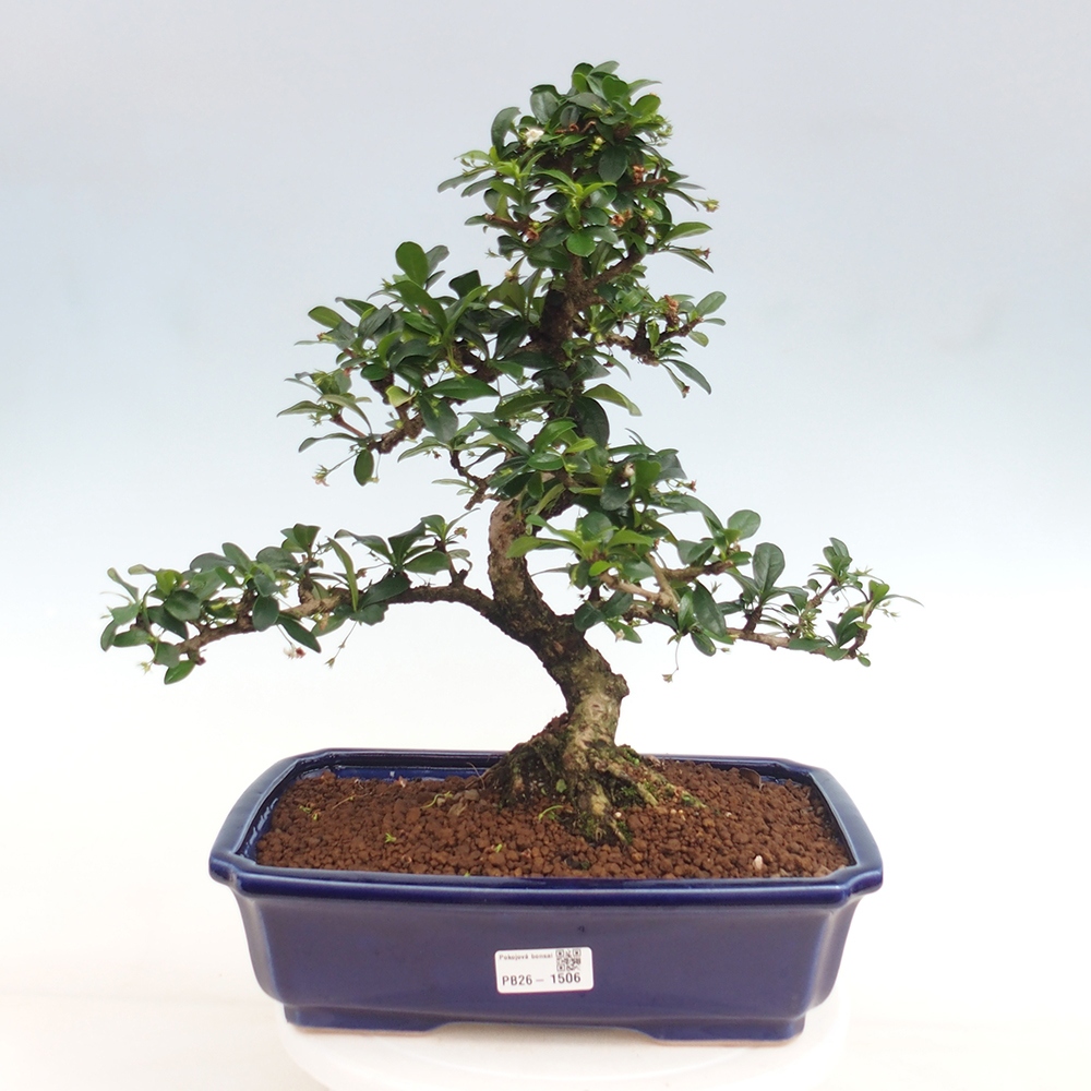 Room bonsai - Carmona macrophylla - Tea fuki