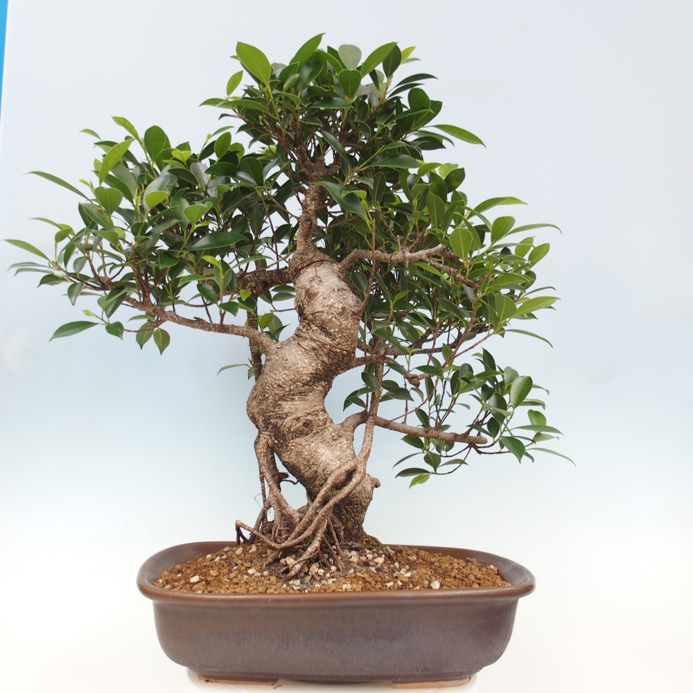 Room bonsai - Ficus kimmen - small-leaved ficus - PERSONAL COLLECTION ONLY or pallet transport