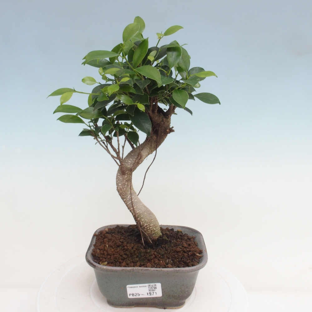 Indoor bonsai - Ficus retusa - small ficus
