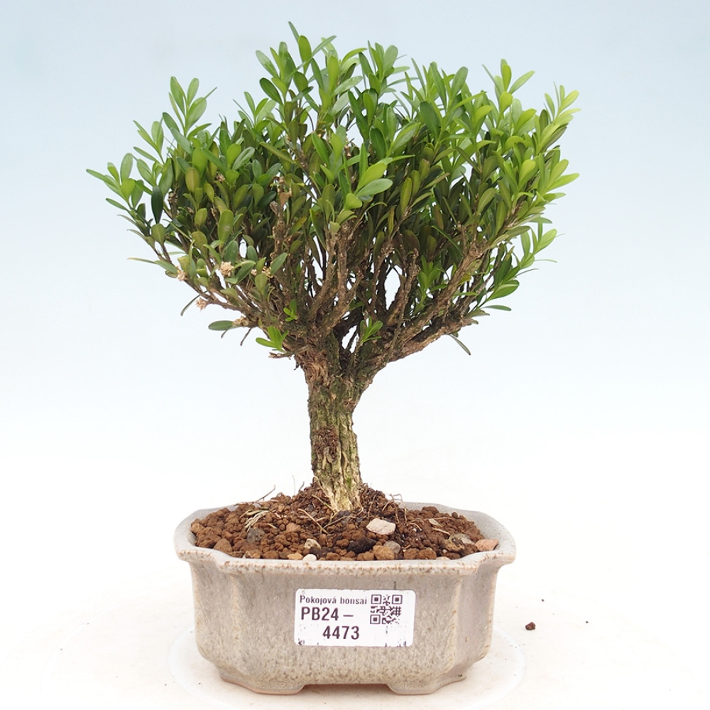 Room bonsai - Buxus harlandii - cork buxus