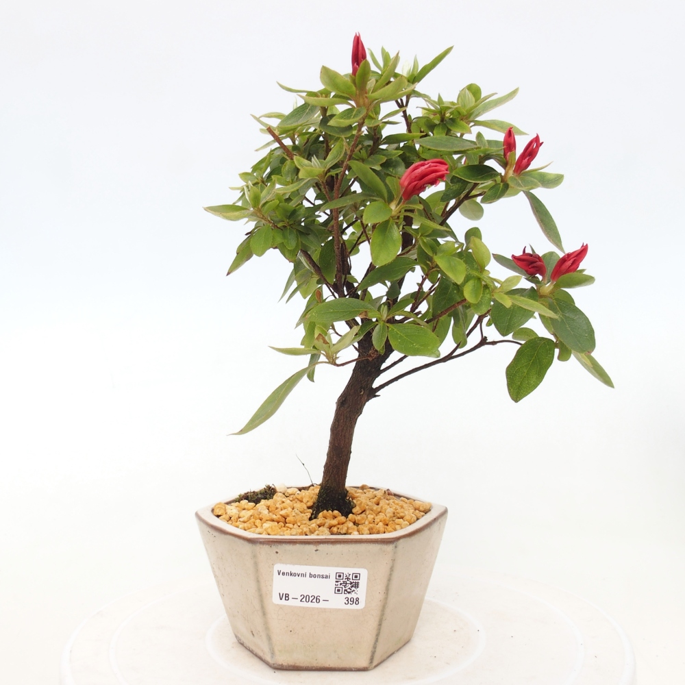 Outdoor bonsai - Japanese azalea - Azalea sp.