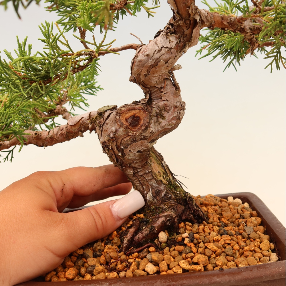 Outdoor bonsai - Juniperus chinensis Itoigawa