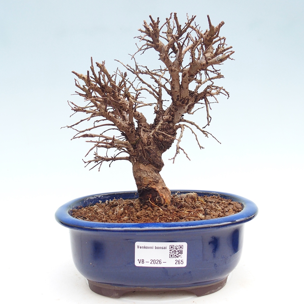 Outdoor bonsai - Zelkova - Zelkova NIRE