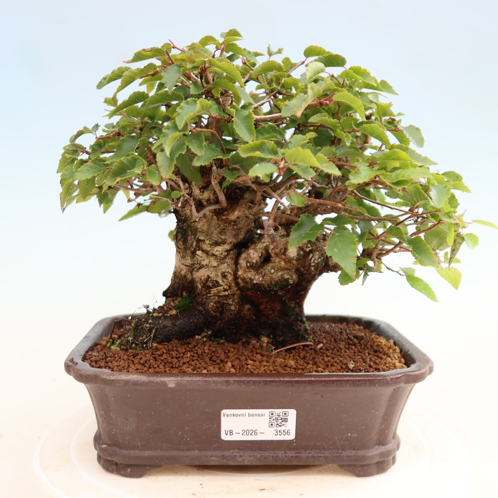 Outdoor bonsai -Carpinus CARPINOIDES - Korean Hornbeam