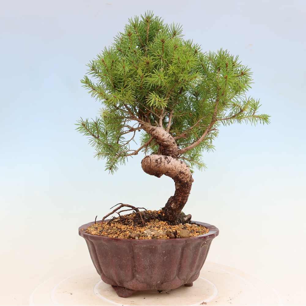 Outdoor bonsai - Spruce - Picea glauca globe