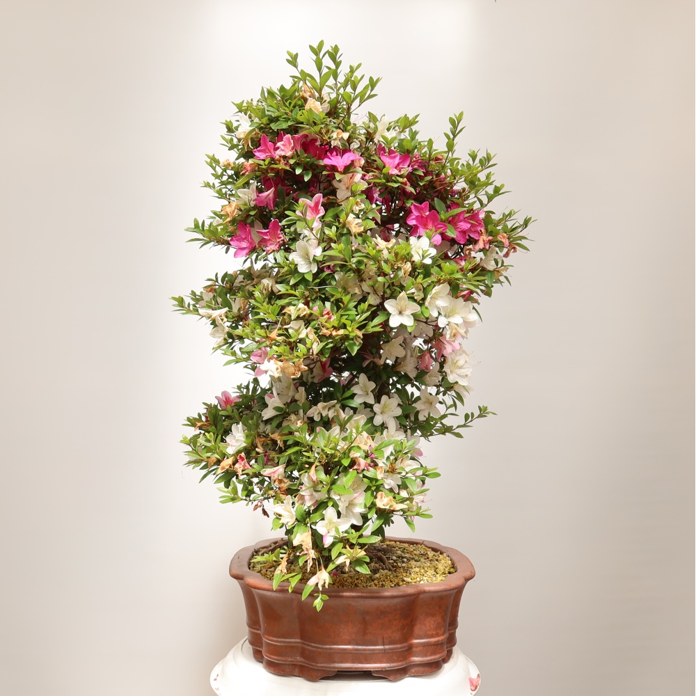 Outdoor bonsai - Japanese Azalea - Azalea Shunen