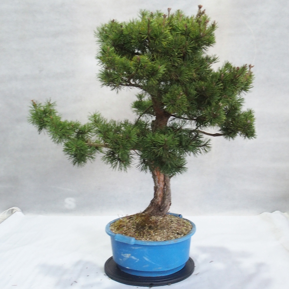 Yamadori - Pinus sylvestris 