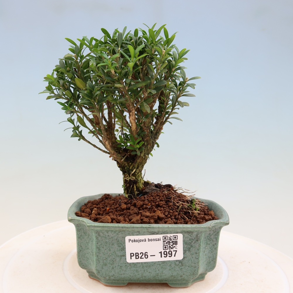Room bonsai - Buxus harlandii - cork buxus