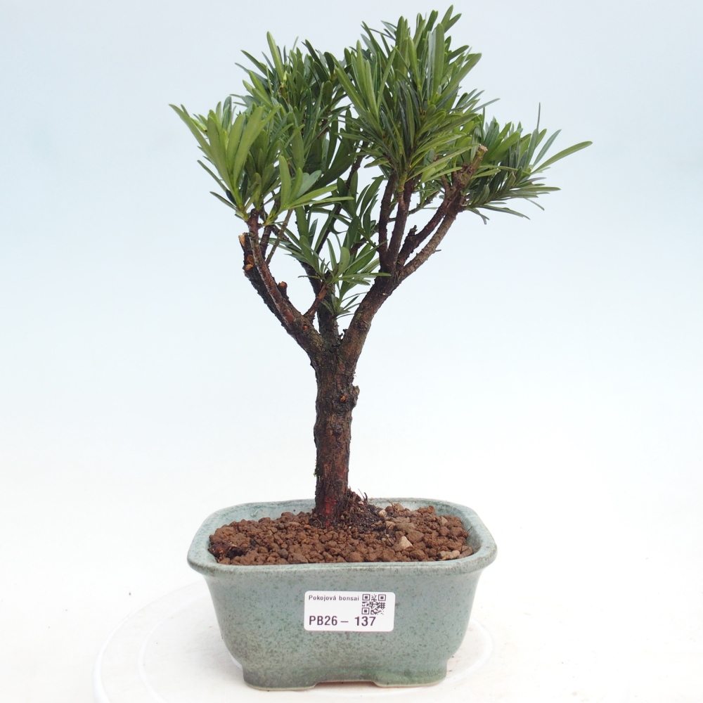 Room bonsai - Podocarpus - Stone Yew