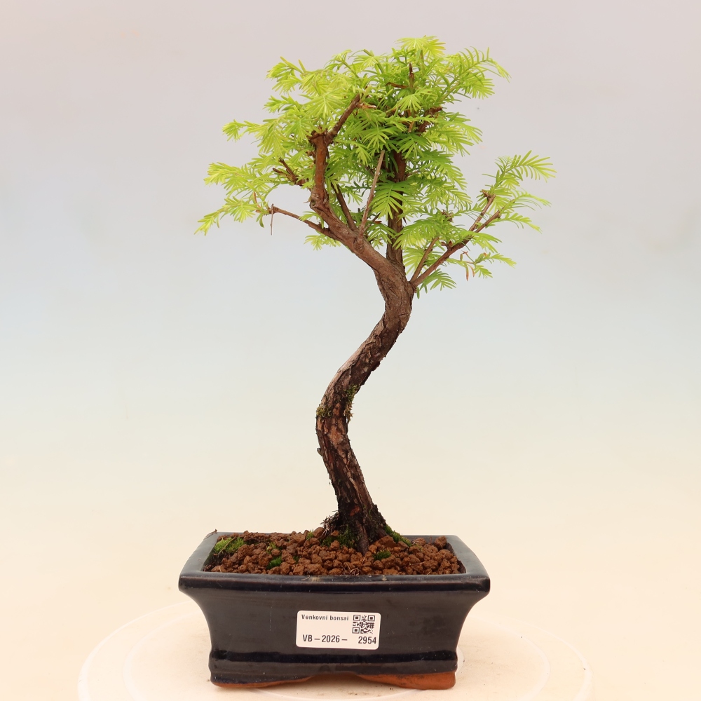 Outdoor bonsai - Metasequoia glyptostroboides - Chinese Metasequoia