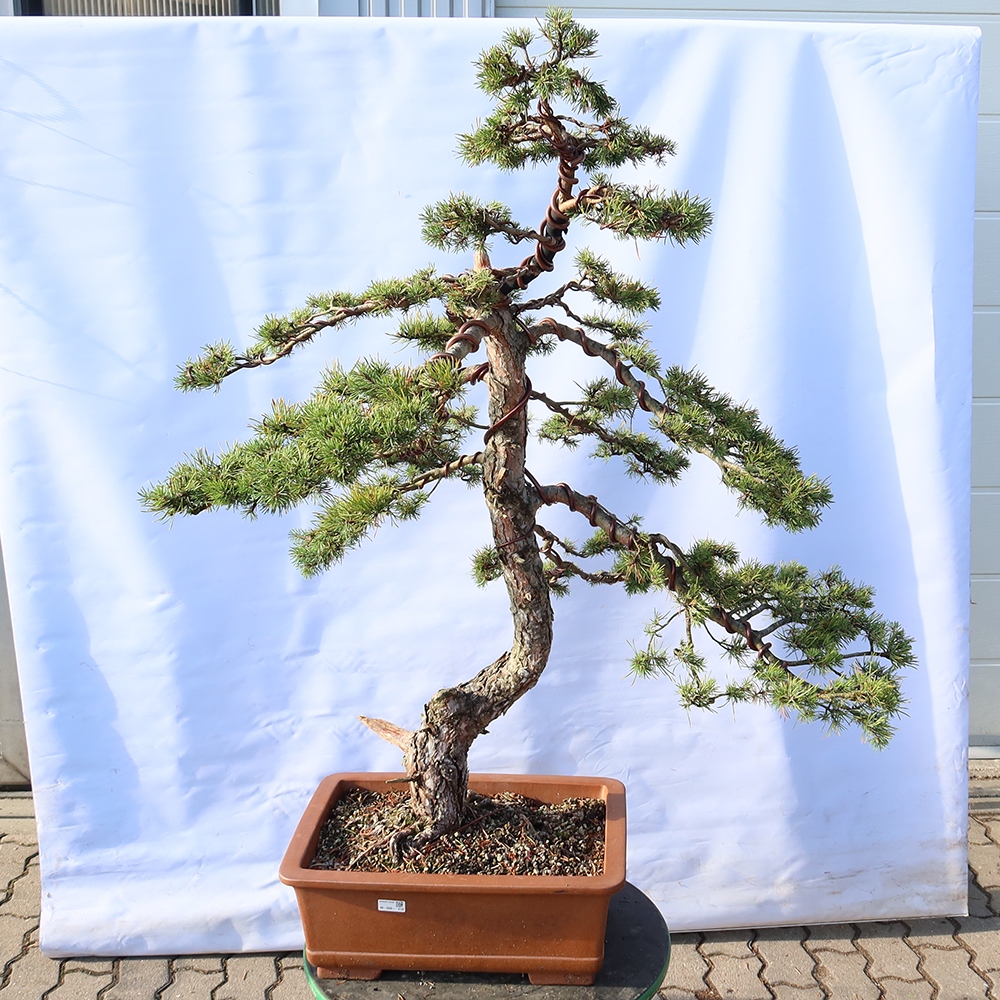 Pinus sylvestris Spain - Scots pine