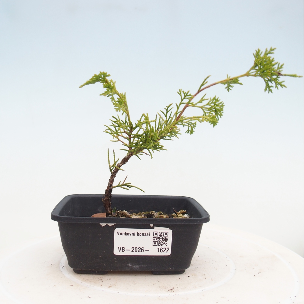Outdoor bonsai - Juniperus chinensis Itoigawa