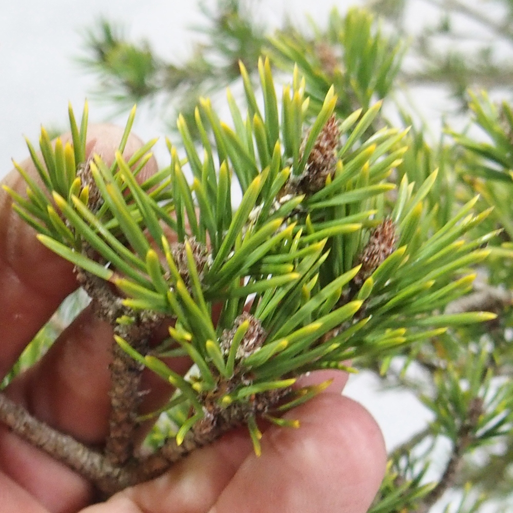 Yamadori - Pinus sylvestris 