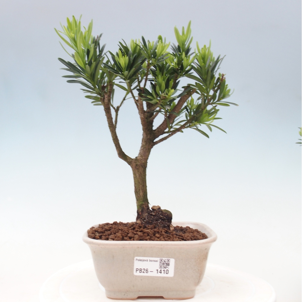 Room bonsai - Podocarpus - Stone Yew