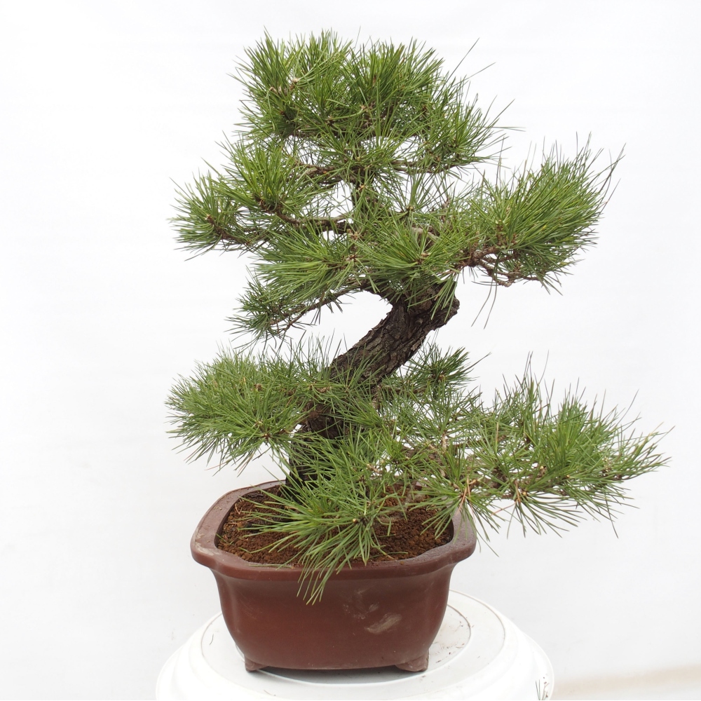 Outdoor bonsai - Pinus thunbergii - Thunberg pine