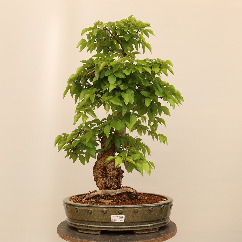 Outdoor bonsai - Carpinus Coreana - Korean hornbeam