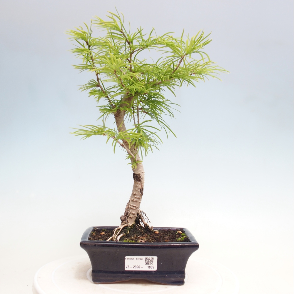 Outdoor bonsai -Pseudolarix amabis-Pseudolarix amabis