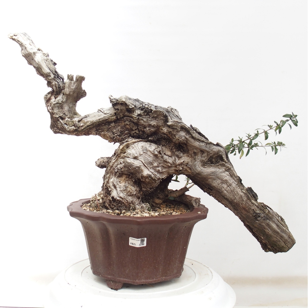 Indoor bonsai - Olea europaea sylvestris - European small-leaved olive oil