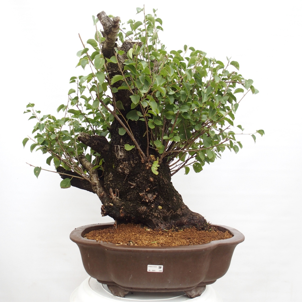 Outdoor bonsai - Mahalebka - Prunus mahaleb