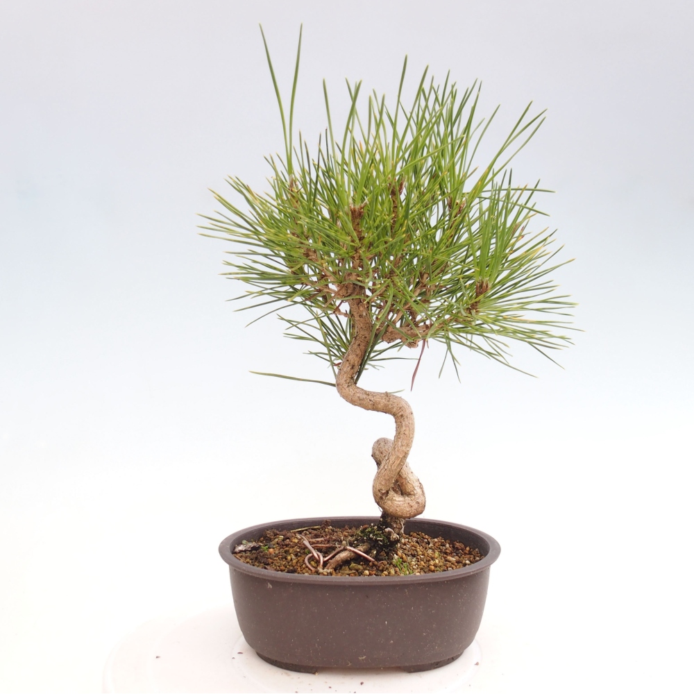 Outdoor bonsai - Pinus thunbergii - Thunbergia pine