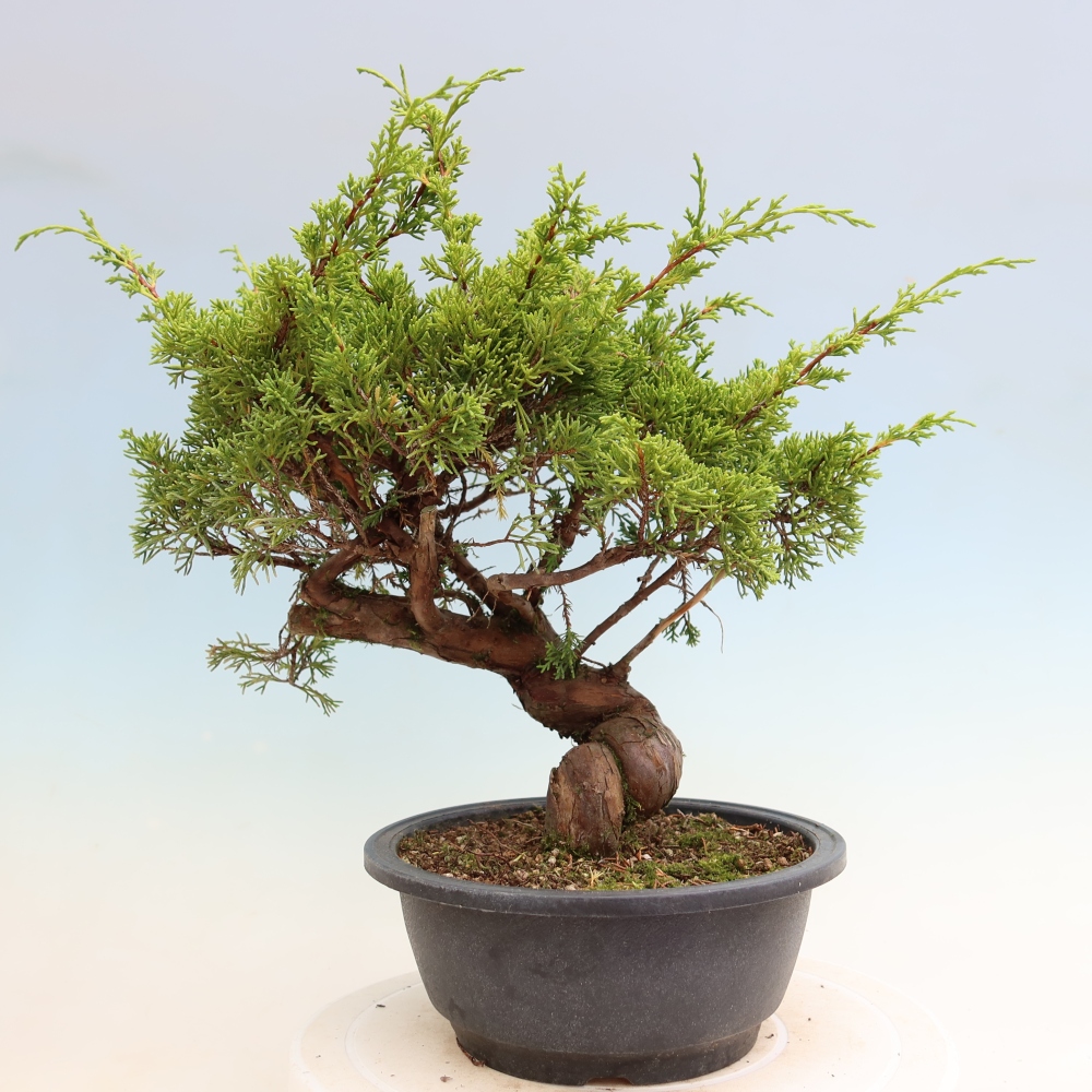 Outdoor Bonsai - Juniperus chinensis Itoigawa - Chinese Juniper