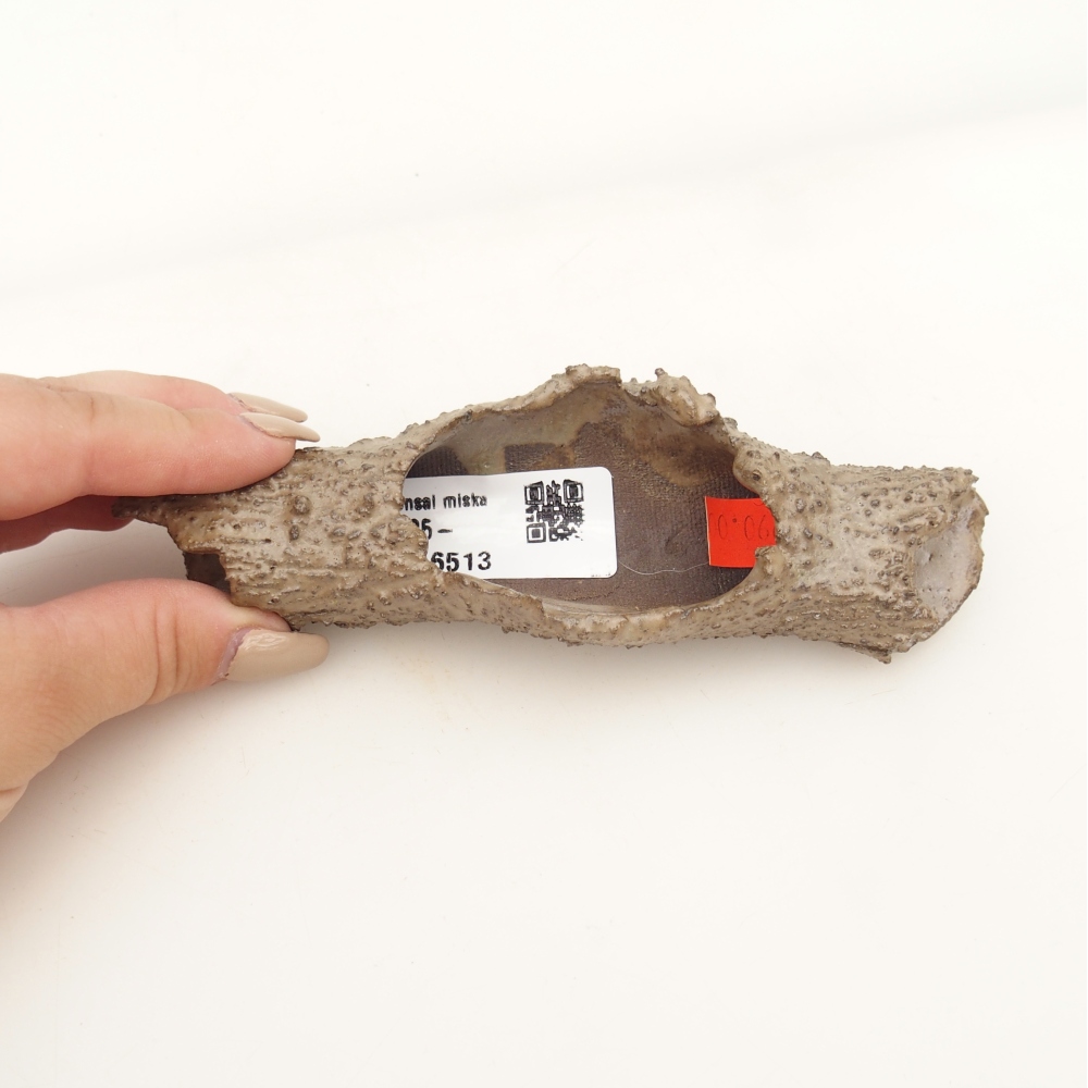 Ceramic Shell 15 x 5 x 3 cm , colour beige