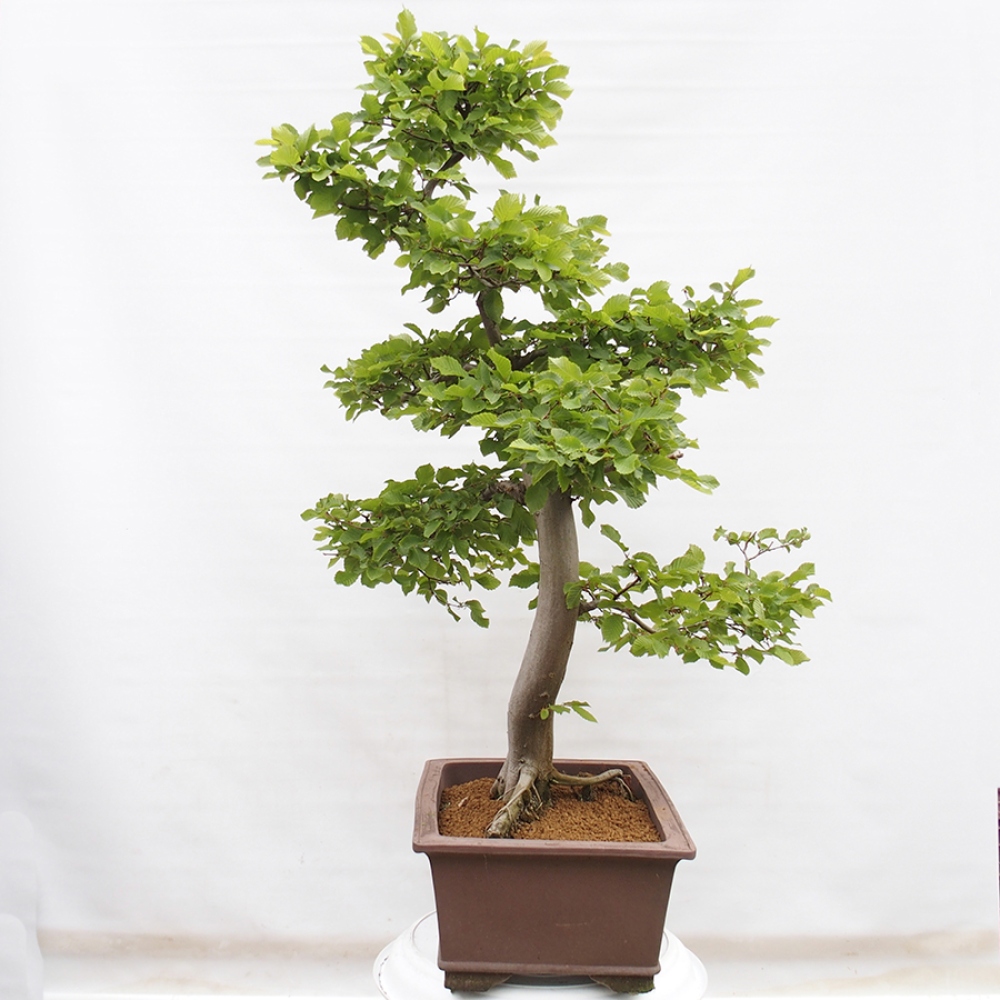 Outdoor bonsai - Hornbeam - Carpinus betulus