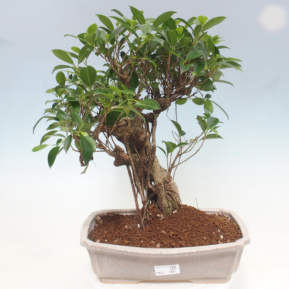 Indoor bonsai - Ficus kimmen - small-leaved ficus