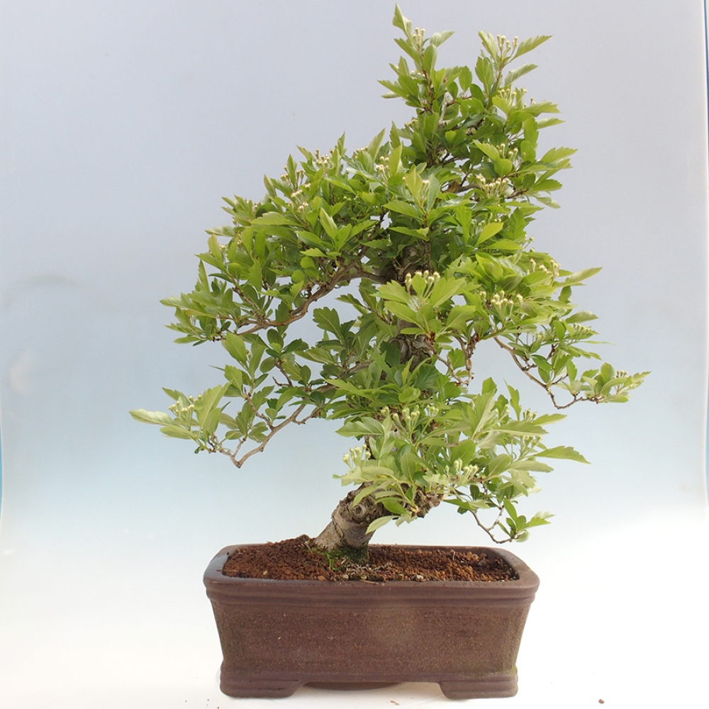 Outdoor bonsai - Hawthorn - Crataegus cuneata